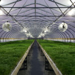 CBD sjeme,MIDWEST CBD sjeme,CBD SEEDS EUROPE