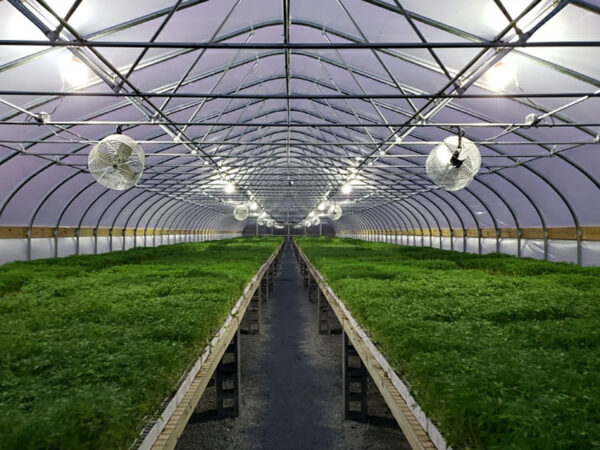 CBD sjeme,MIDWEST CBD sjeme,CBD SEEDS EUROPE