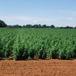 CBD sjeme,MIDWEST CBD sjeme,CBD SEEDS EUROPE