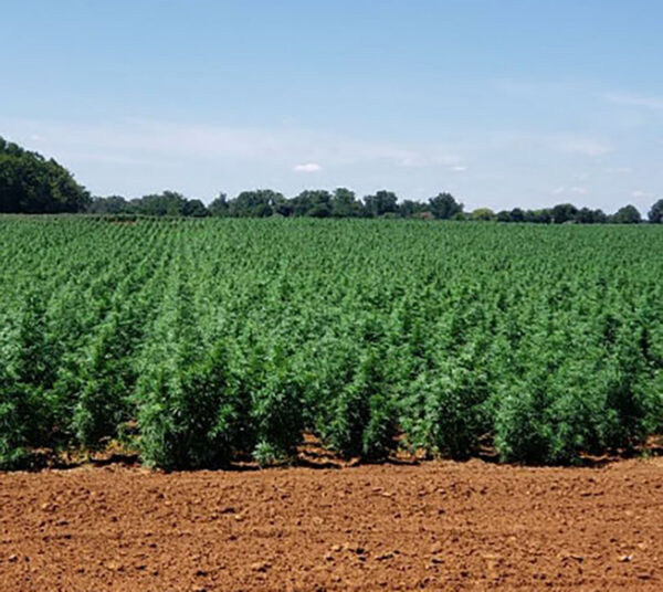 CBD sjeme,MIDWEST CBD sjeme,CBD SEEDS EUROPE