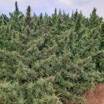 CBD sjeme,MIDWEST CBD sjeme,CBD SEEDS EUROPE