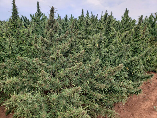 CBD sjeme,MIDWEST CBD sjeme,CBD SEEDS EUROPE