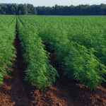 CBD sjeme,MIDWEST CBD sjeme,CBD SEEDS EUROPE