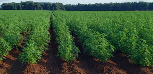 CBD sjeme,MIDWEST CBD sjeme,CBD SEEDS EUROPE