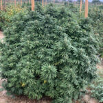 CBD,CBD sjeme,Northwest CBD