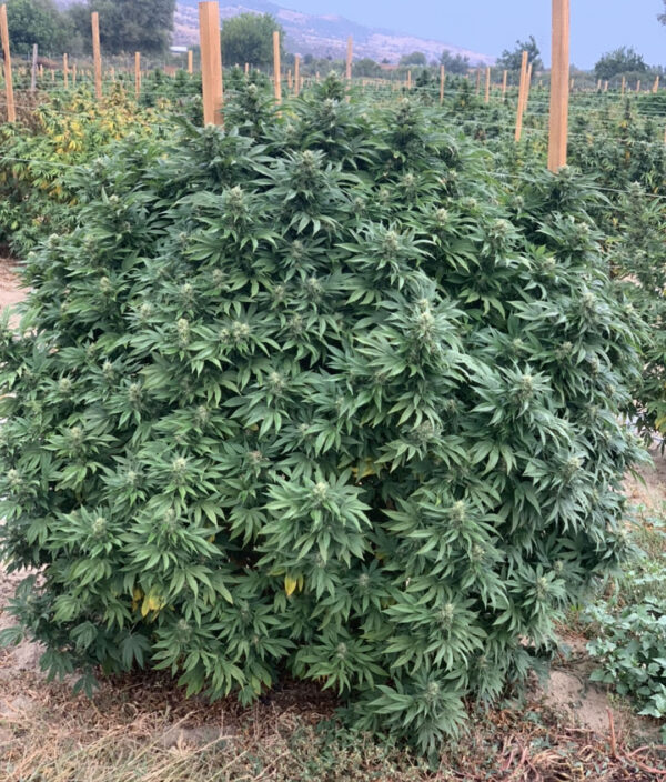 CBD,CBD sjeme,Northwest CBD