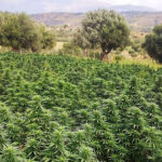 CBD,CBD sjeme,Northwest CBD