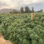 CBD,CBD sjeme,Northwest CBD