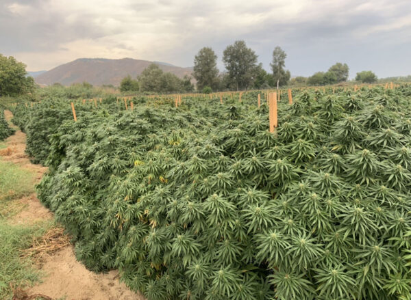 CBD,CBD sjeme,Northwest CBD