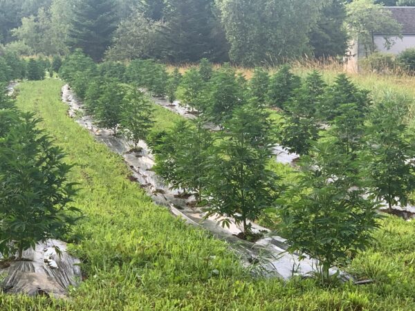 cbd presadnica,dom konoplje,zadruga dom konoplje