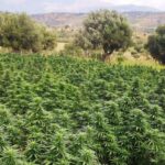 cbd presadnica,dom konoplje,zadruga dom konoplje