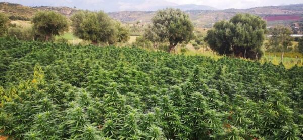 cbd presadnica,dom konoplje,zadruga dom konoplje