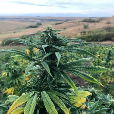 cbd presadnica,dom konoplje,zadruga dom konoplje