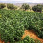 cbd presadnica,dom konoplje,zadruga dom konoplje
