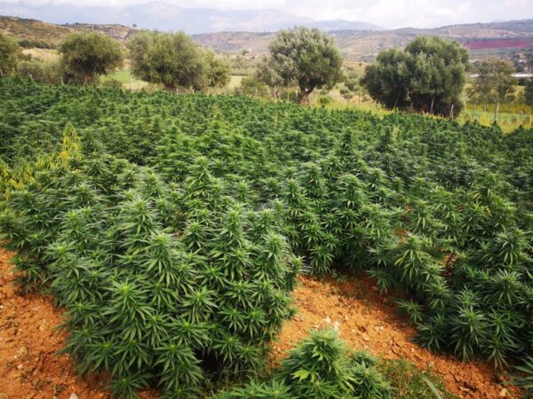cbd presadnica,dom konoplje,zadruga dom konoplje