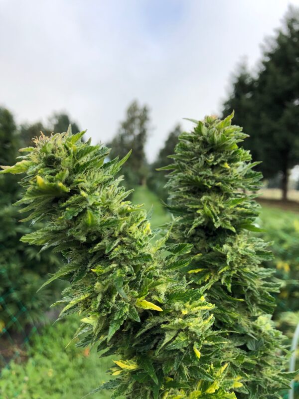 cbd presadnica,dom konoplje,zadruga dom konoplje