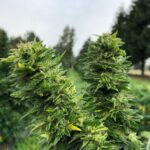 cbd presadnica,dom konoplje,zadruga dom konoplje