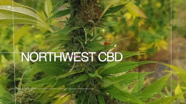 cbd presadnica,dom konoplje,zadruga dom konoplje