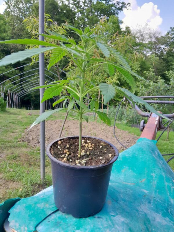 cbd presadnica,dom konoplje,zadruga dom konoplje