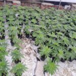 cbd presadnica,dom konoplje,zadruga dom konoplje