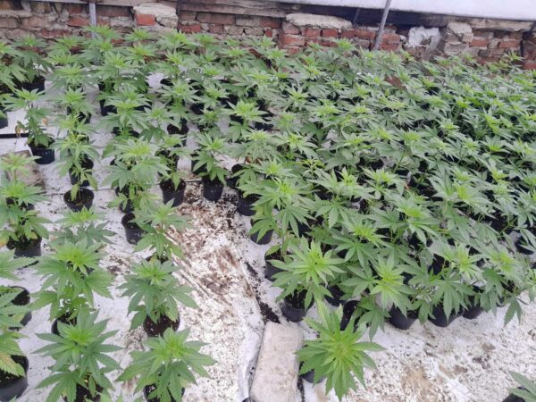 cbd presadnica,dom konoplje,zadruga dom konoplje
