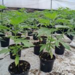 cbd presadnica,dom konoplje,zadruga dom konoplje