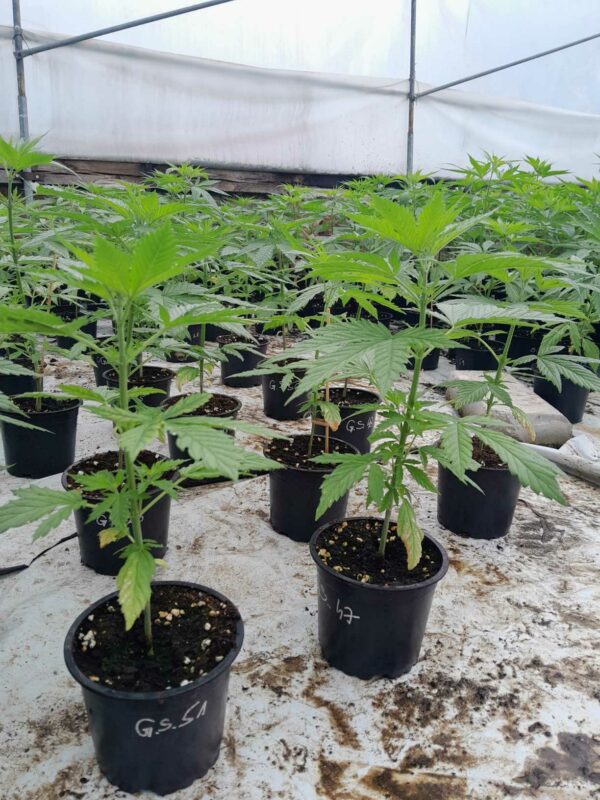 cbd presadnica,dom konoplje,zadruga dom konoplje