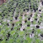 cbd presadnica,dom konoplje,zadruga dom konoplje