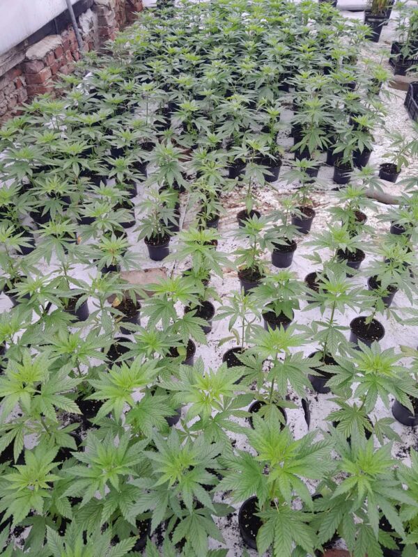 cbd presadnica,dom konoplje,zadruga dom konoplje