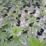 cbd presadnica,dom konoplje,zadruga dom konoplje