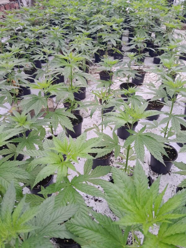 cbd presadnica,dom konoplje,zadruga dom konoplje