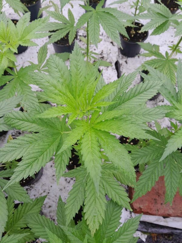 cbd presadnica,dom konoplje,zadruga dom konoplje