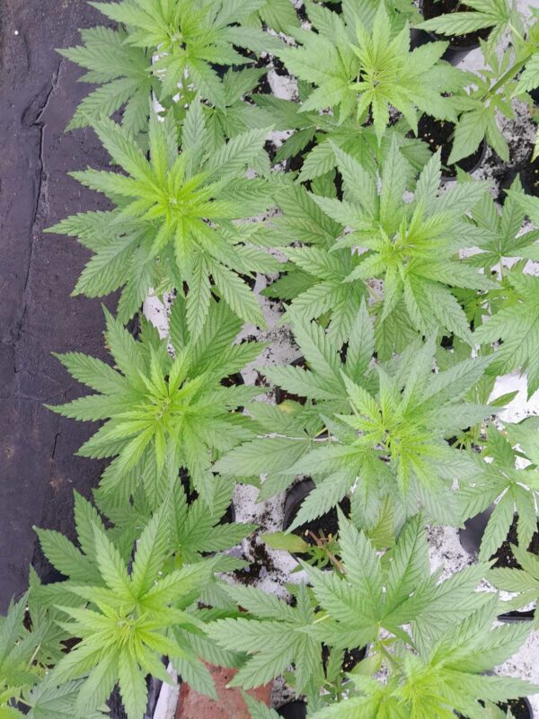 cbd presadnica,dom konoplje,zadruga dom konoplje