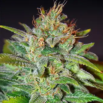 mongolia thc free