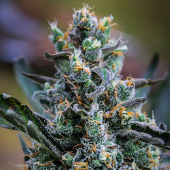 northern light blue thc free